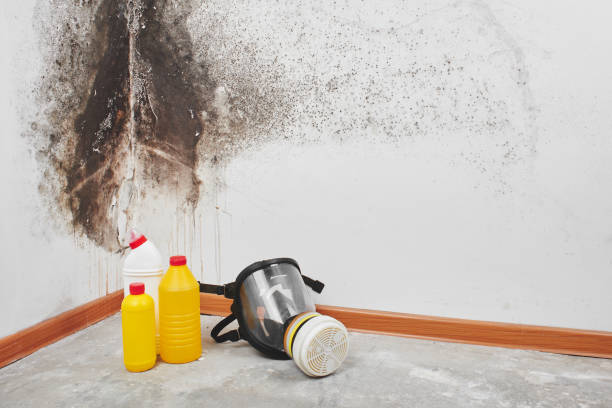 Best Black Mold Removal  in Delphi, IN