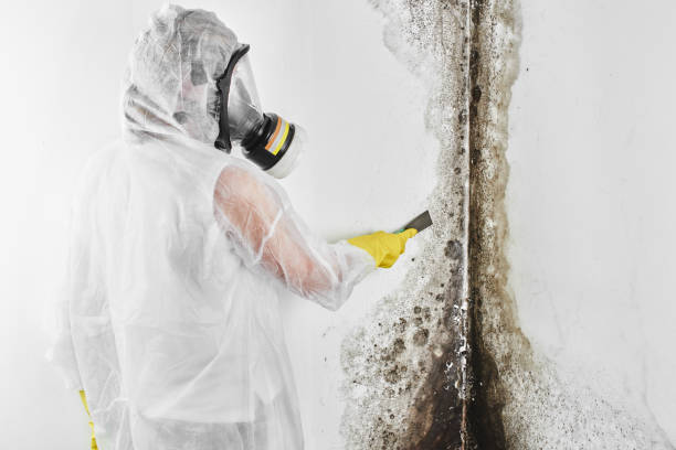 Best Residential Mold Removal  in Delphi, IN