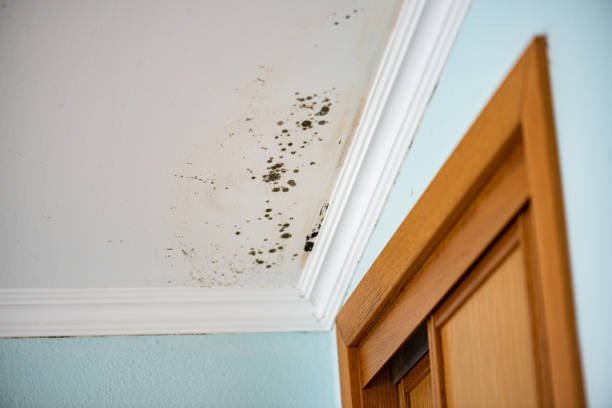 Best Home Mold Removal  in Delphi, IN