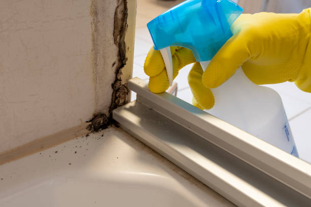Best Black Mold Removal  in Delphi, IN