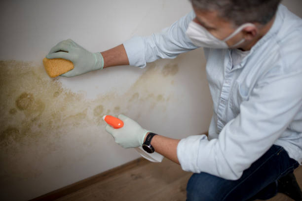 Office Mold Removal Services in Delphi, IN