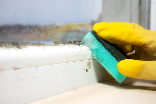 Professional Mold Removal in Delphi, IN