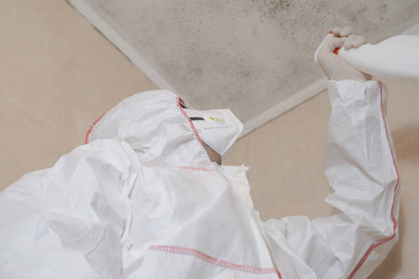 Best Mold Damage Repair  in Delphi, IN