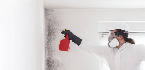 Best Certified Mold Removal  in Delphi, IN