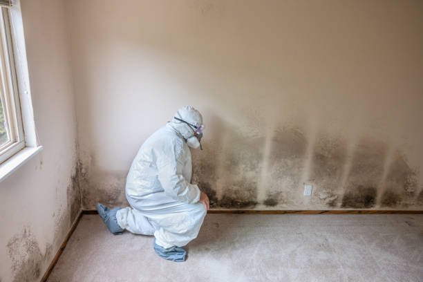 Best Toxic Mold Removal  in Delphi, IN