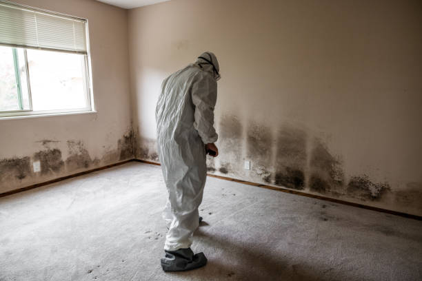Best Emergency Mold Removal  in Delphi, IN