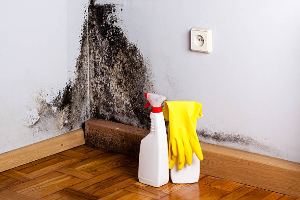 Best Office Mold Removal Services  in Delphi, IN