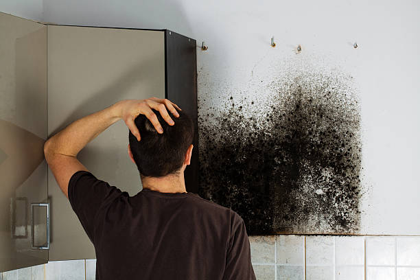 Best Affordable Mold Removal  in Delphi, IN