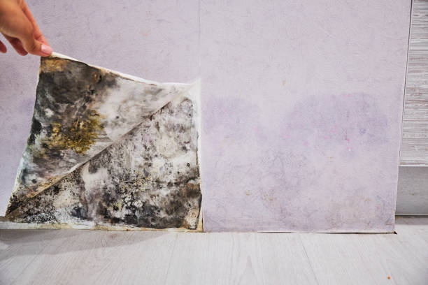 Best Mold Remediation  in Delphi, IN